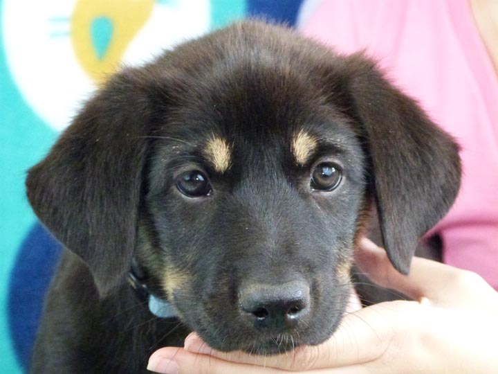 chinook puppy